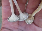 Cantharellula umbonata image