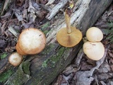 Gymnopilus luteus image