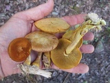 Gymnopilus luteus image