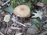 Oudemansiella furfuracea image