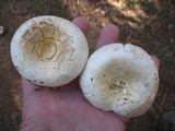Lactarius deceptivus image