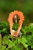 Laternea pusilla image