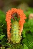 Laternea pusilla image