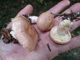 Lactarius vinaceorufescens image