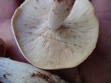 Rhodocollybia maculata image