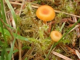 Rickenella fibula image