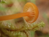 Rickenella fibula image
