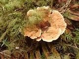Hydnellum aurantiacum image