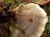 Hydnellum aurantiacum image