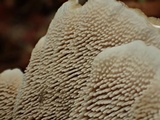 Hydnellum aurantiacum image