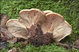 Tapinella atrotomentosa image