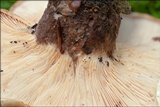 Tapinella atrotomentosa image