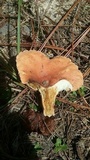 Lactifluus hygrophoroides image