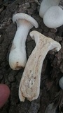 Pleurotus dryinus image