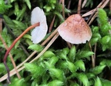 Mycetinis scorodonius image