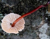Mycetinis scorodonius image