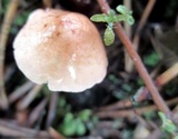 Mycetinis scorodonius image