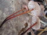 Mycetinis scorodonius image
