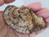 Bjerkandera adusta image