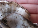 Bjerkandera adusta image