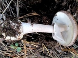 Amanita porphyria image