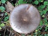Amanita porphyria image