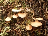 Crepidotus applanatus image
