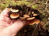 Crepidotus applanatus image