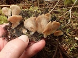 Crepidotus applanatus image