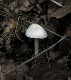Alboleptonia adnatifolia image
