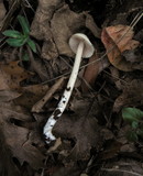 Alboleptonia adnatifolia image