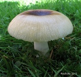Russula pectinatoides image