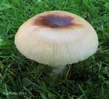 Russula pectinatoides image