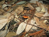 Rhodocybe nitellina image