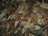 Rhodocybe nitellina image
