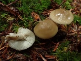 Lyophyllum semitale image