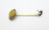 Bolbitius vitellinus image