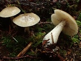 Lyophyllum semitale image