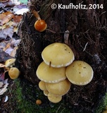 Pholiota alnicola image