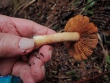 Cortinarius rubicundulus image