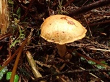 Cortinarius rubicundulus image
