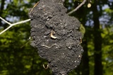 Scorias spongiosa image