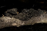Scorias spongiosa image