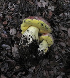Boletus regius image