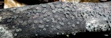 Rhytidhysteron columbiense image