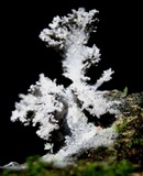 Xylaria cubensis image