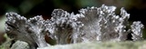 Xylaria cubensis image