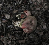 Boletus regius image