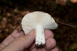 Russula rugulosa image