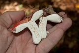 Russula rugulosa image